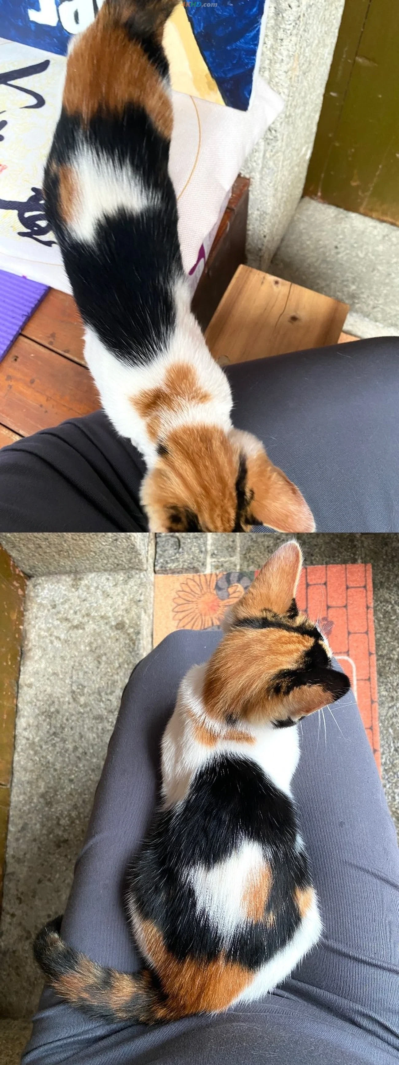TuDouMiao - TuiTeJiPinFuLiJiMeiNu LuLianShiTuFuLiHeJi — photo 45