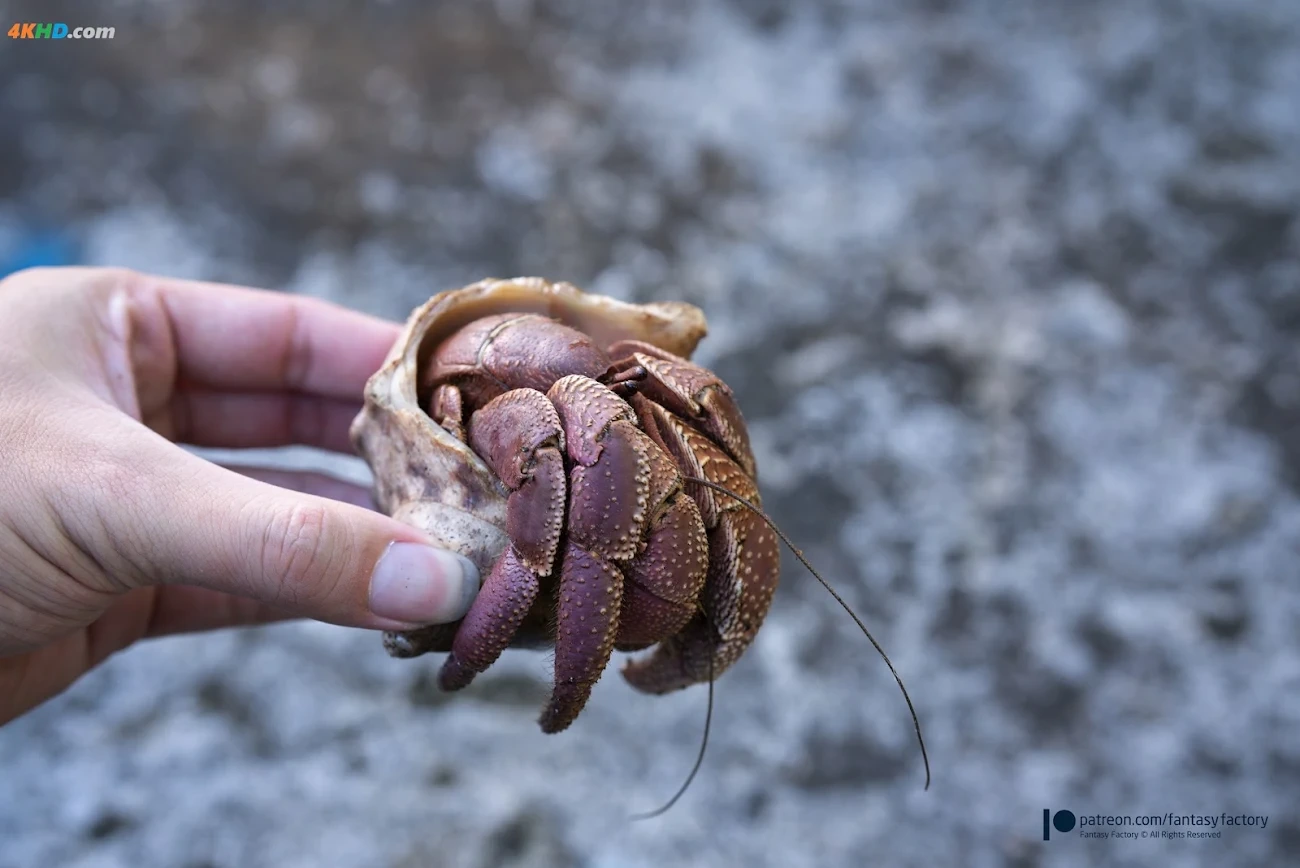 Fantasy FactoryXiaoDing- green island — photo 17
