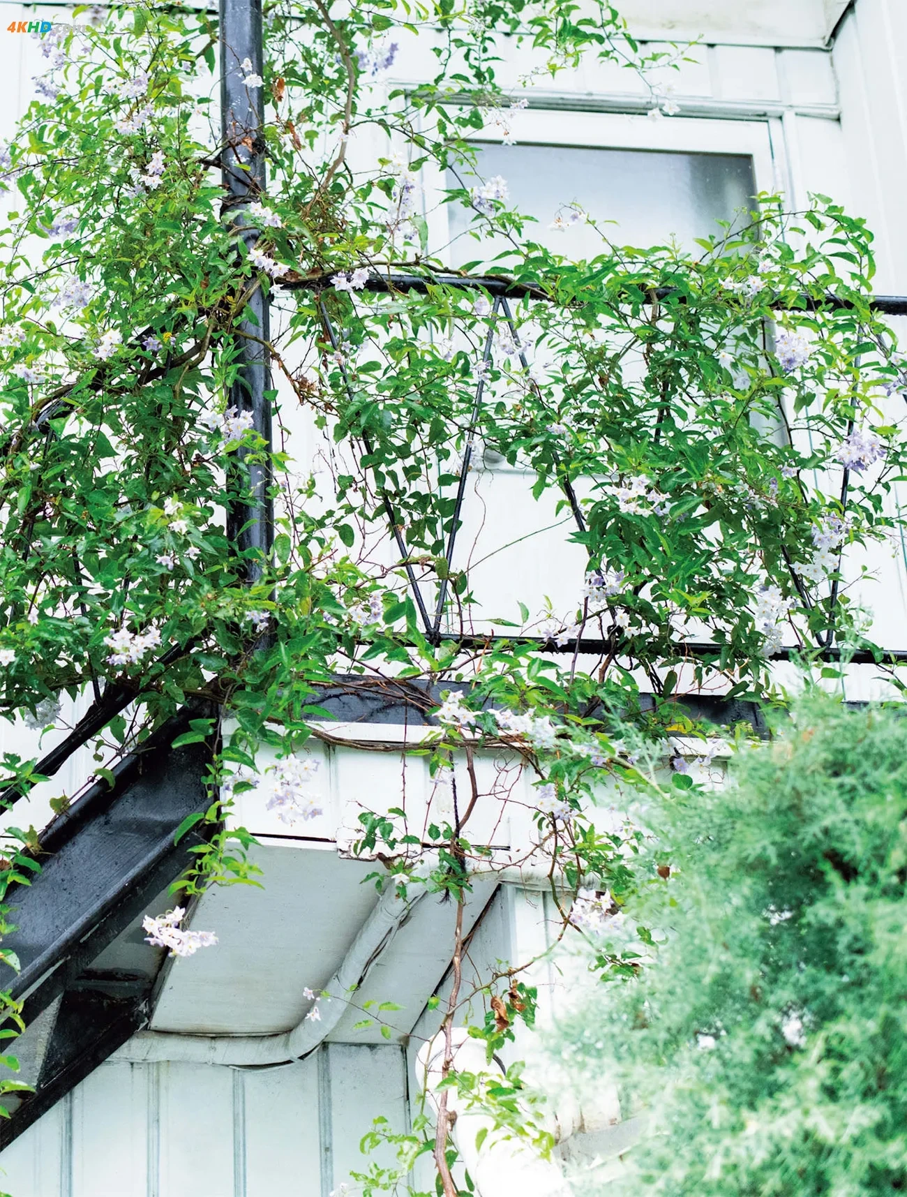 XiQijieshika - arigatougozaijieshika — photo 6