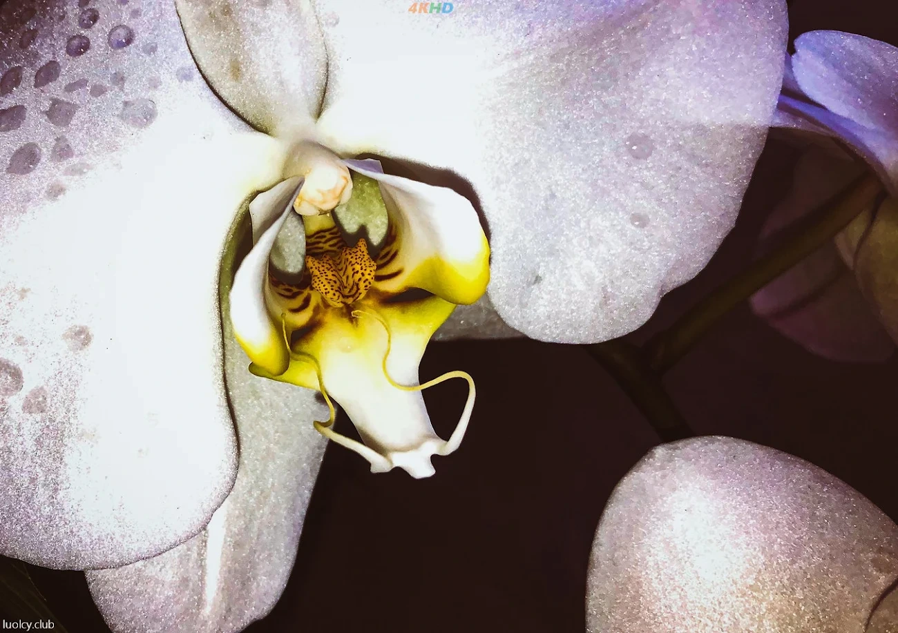 [OtherXXX] LLL777 - WeiMeiSeQingXieZhenJiHeJi — photo 180