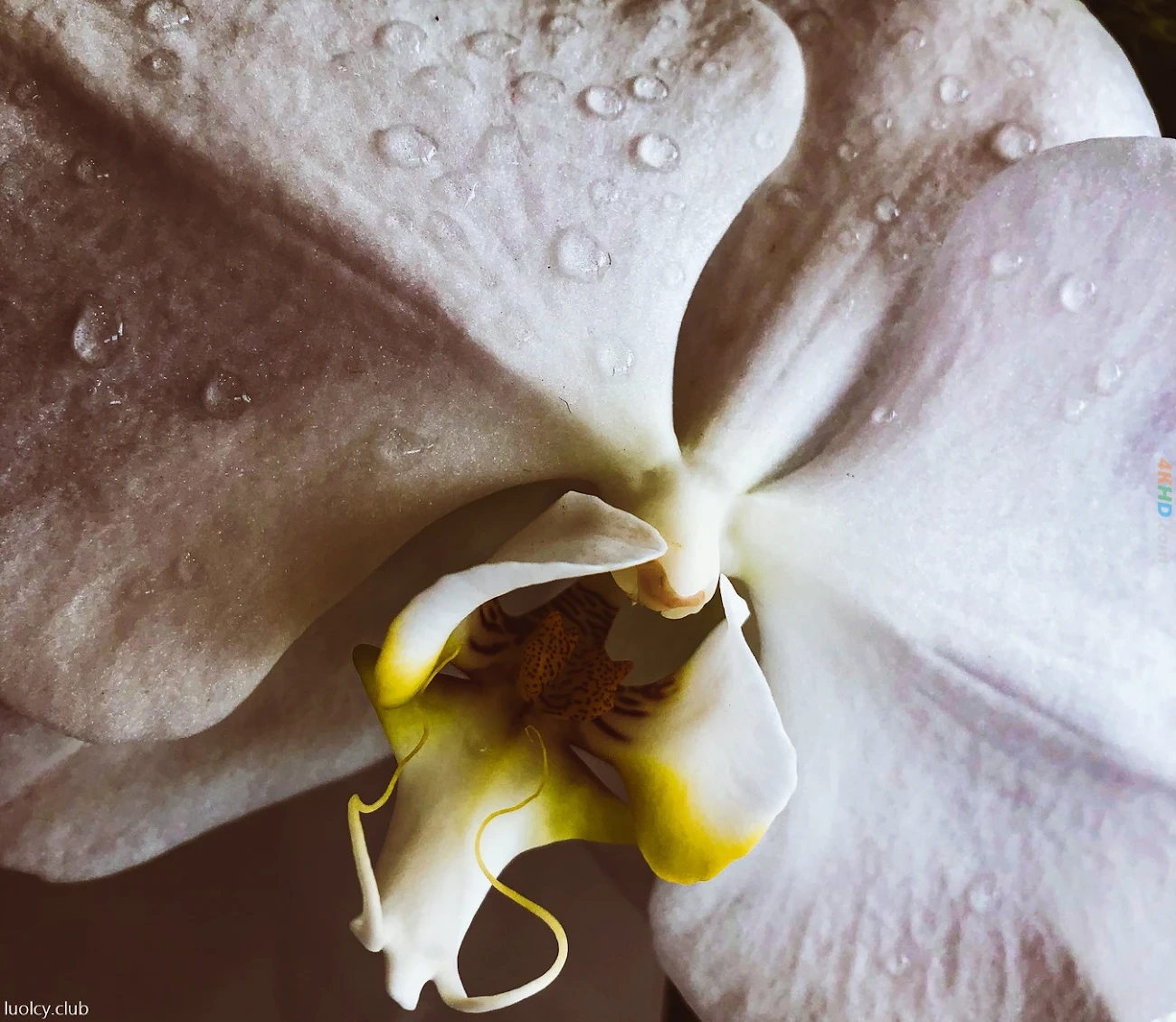 [OtherXXX] LLL777 - WeiMeiSeQingXieZhenJiHeJi — photo 181
