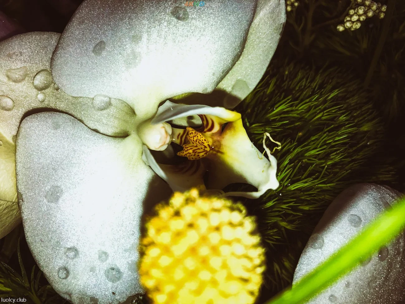 [OtherXXX] LLL777 - WeiMeiSeQingXieZhenJiHeJi — photo 182