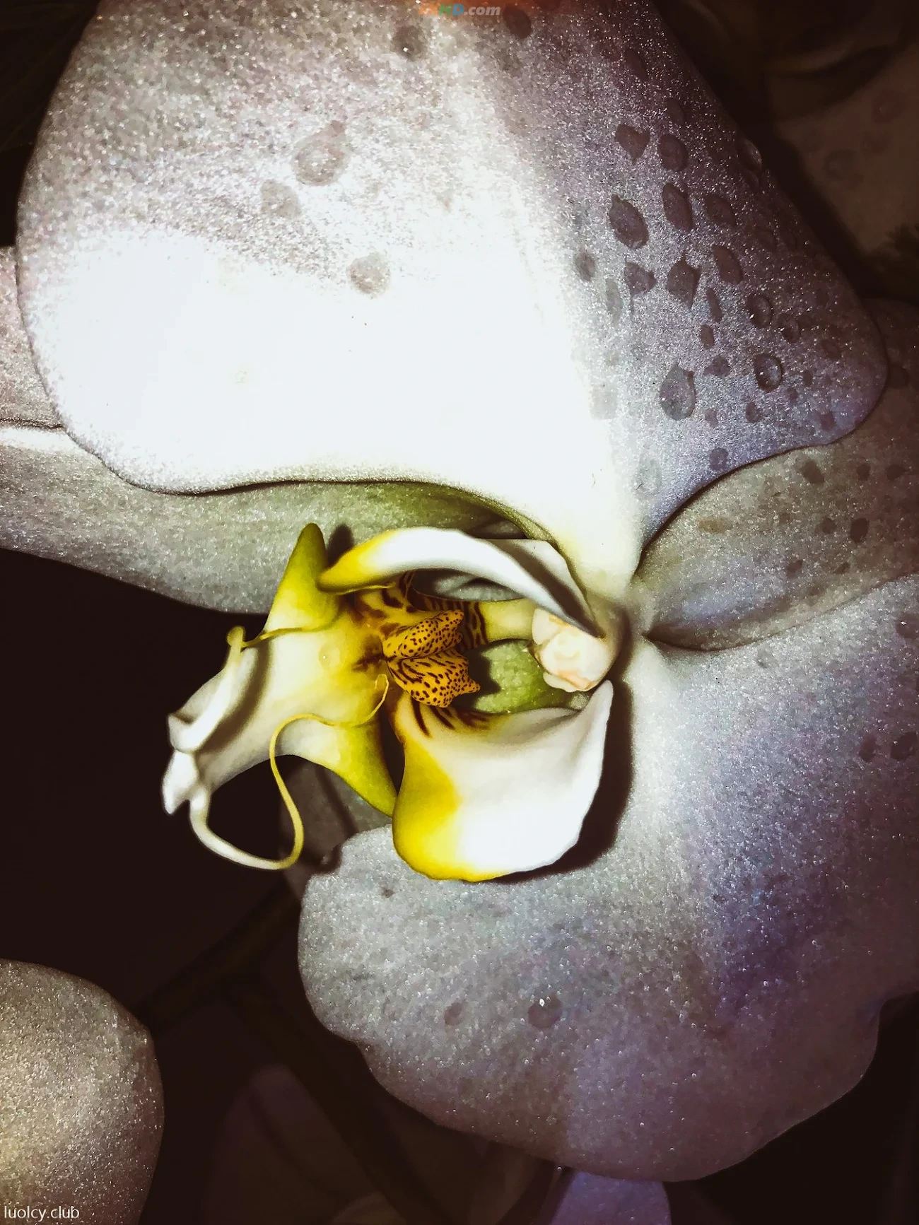 [OtherXXX] LLL777 - WeiMeiSeQingXieZhenJiHeJi — photo 183