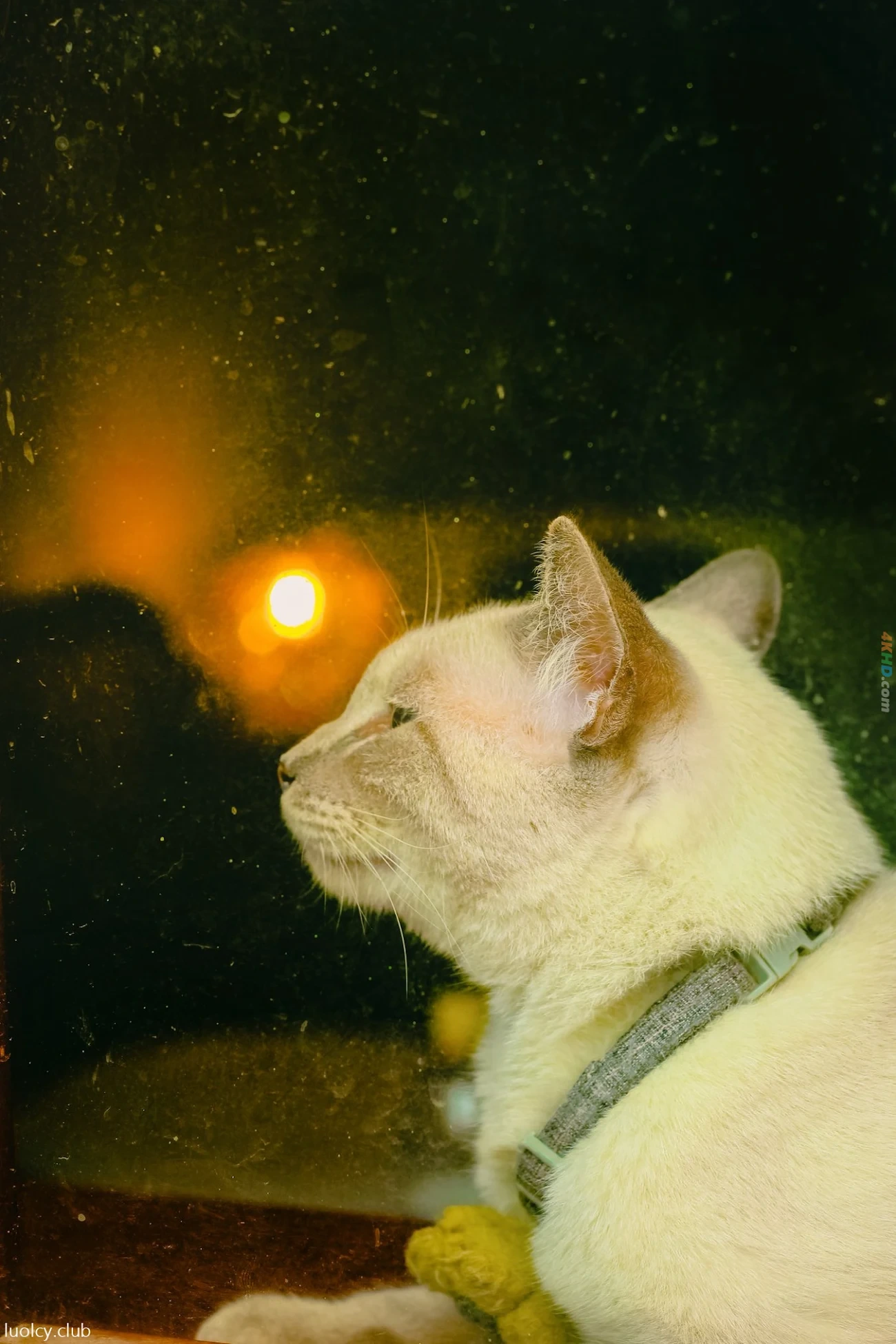 [OtherXXX] LLL777 - WeiMeiSeQingXieZhenJiHeJi — photo 362