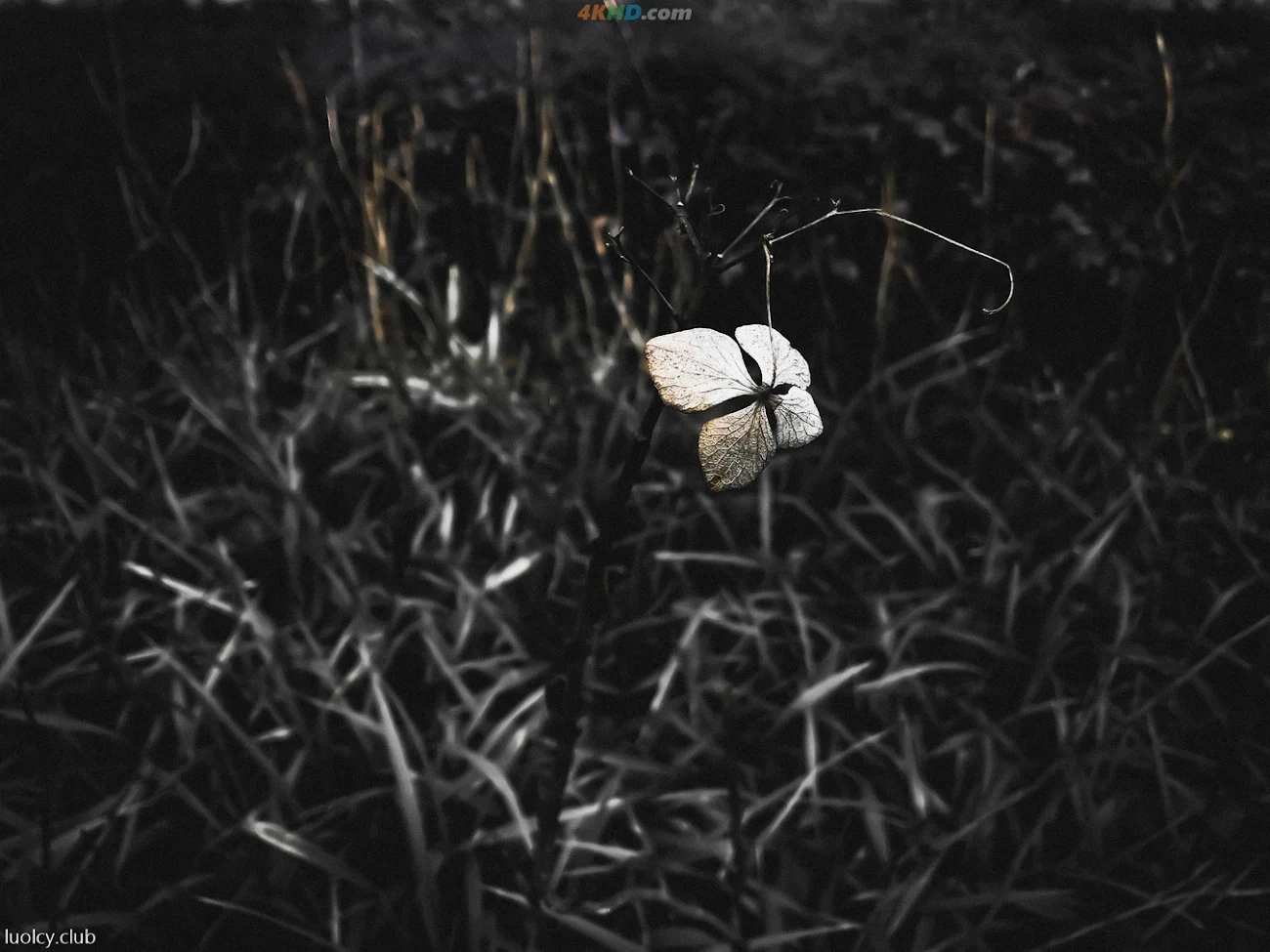 [OtherXXX] LLL777 - WeiMeiSeQingXieZhenJiHeJi — photo 376